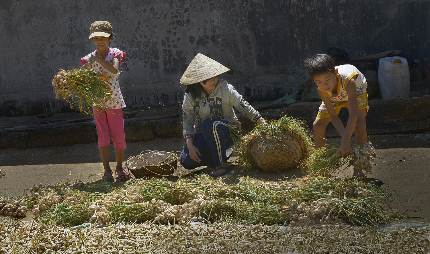 Quảng Ngãi nơi ta tìm về - Tác Phẩm Mùa thu hoạch tỏi - Nguyễn Văn Đảnh