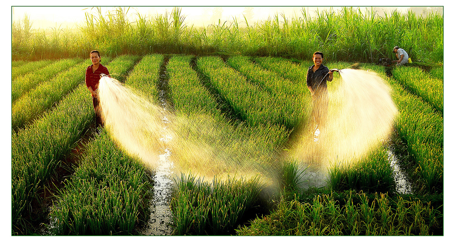 Quảng Ngãi nơi ta tìm về - Tác Phẩm Buổi sáng trên đồng - Lê Minh Thế